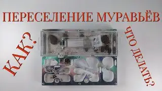 Переселение муравьёв на примере Messor Muticus