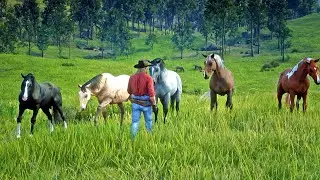 Exploring Horses at Emerald Ranch in RDR2 | A Casual Adventure
