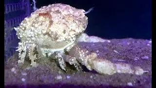 ケンナシコブシ　Urashima pustuloides, Randallia pustuloides