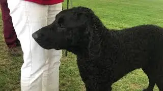 Dog Breeds.. Curly Coated Retriever