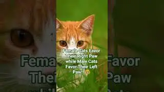 Left or Right Paw?  The Hidden Difference Between Male & Female Cats