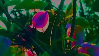CINEMATIC 30 DETIK | SINEMATIK ALAM SORE HARI | NATURE CINEMATIC VIDEO