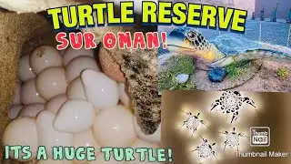 TURTLE WATCHING IN RAS AL JINZ TURTLE RESERVE, SUR OMAN || LilyPotPot 🇴🇲