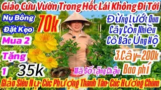 16/01☎️ 0398616085☎️🌴mai vàng chơi Tết 70k🌴giảo siêu nụ-cúc Phượng thành Tân-10 mã số-giảo Phú tân
