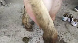 Udder oedema in goats||Mastitis||vet Sagheer Abbas