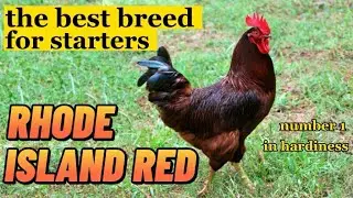 RHODE ISLAND RED The best chicken breed for starters #backyards #rir