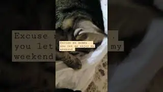CAT VIDEO | relax cats | 🐈 | TRAIN DISCIPLINE IN CATS
