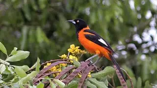 Birding NE Brazil Part 10 (SESC Almenara in Minas Gerais)