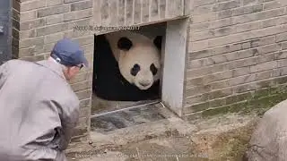 Giant Panda Le Le morning at Dujiangyan   大熊猫叻叻 @ 都江堰中华大熊猫苑之蝶泉园