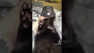 Норка Блек, можно ли брать на руки #mink #норка #exotic #экзотическиепитомцы
