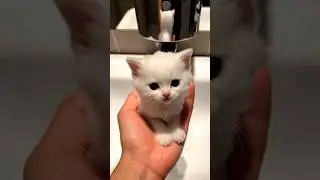 #Bubble Kitten 😺 💦 #shorts #funny #cat #kitten #ai
