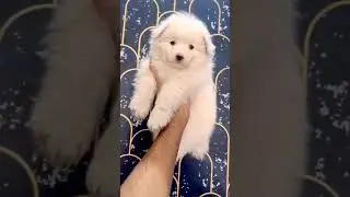 German Spitz puppy are available in jharkhand || #germanspitzdog #dog #shortsvideo #doglover