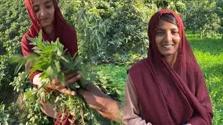 Kheton Per Sabji Todne Gaye Pakistani 🇵🇰 Village | Fields, Water & Green Veggies