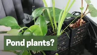 Pond plants that do well in the aquarium