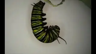 Monarch Metamorphosis Livestream (starts shedding exoskeleton at 9 hours, 3 minute, 15 seconds)
