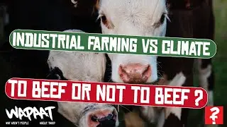 Environmental Impact of the Beef & Dairy Industry on Climate Breakdown