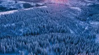 Drone Shot Of Black Forest In The Winter | (4K)