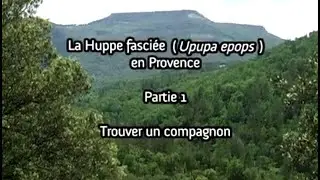 La Huppe en Provence - Partie 1: Trouve un compagnon