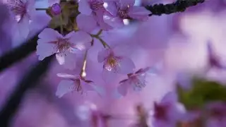 大池香奈「桜路」【OFFICIAL MUSIC VIDEO】