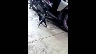 Kucing mabok berat