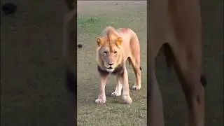 #attack #tiger #reels #lion #animals #moment #jungle  #dog #dangerous #danger  #reels  #power #park