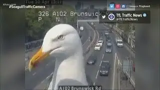 Curious seagull appearing on London traffic camera goes viral