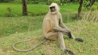 Calm Gray Langur Sitting Peacefully | Wildlife Beauty 🐒🍃