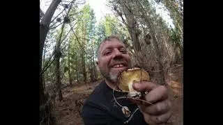 slippery Jack mushroom foraging