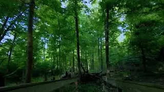 Summer hiking through the French Park Sierra trail | Cincinnati, Ohio | DJI Pocket 2