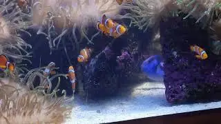 Tenerife - Loro Park fishes 2025-12-29 140403