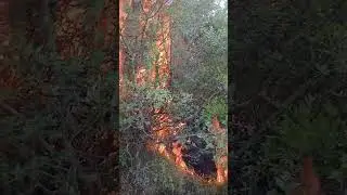 Zjarre n&euml; Librazhd pavar&euml;sisht reshjeve,vatra aktive n&euml; Dor&euml;z e Hotolisht, zbulohet autori n&euml; Xhyr&euml;