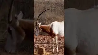 Monster Meal | The Ultimate Oryx Attractant!