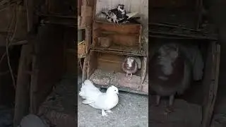 kabouter short video #shortvideo #shorts