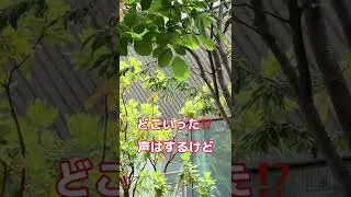 ヒヨドリさんの声に気付きカメラを向けてみたインコのカイヌシ