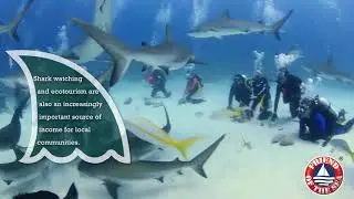 Save the Sharks - Friend of the Sea