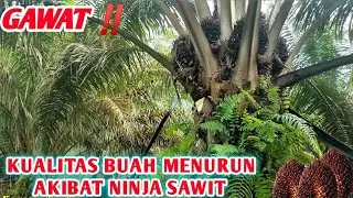 GAWAT ‼️ KUALITAS BUAH SAWIT  MENURUN KARENA ULAH NINJA SAWIT