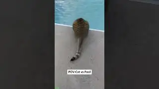 Cute Animals 🐈&zwj;⬛ Cat Fight ❤️ # Ep 3266