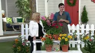 Roberta's 3-Piece_Arizona Series Gaillardia Blanket Flower on QVC
