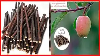 Quality product -  500g Organic Apple Sticks Wood Tree Branches Pet Snacks Chew Toys Branch for Guin