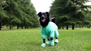 When Mint Matches Your Vibe 💚 Mint Energy Looks Better on Him 💚🐶 Follow for more cute color moments.