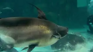 River Wonders  fishing aquarium in Singapore எவ்ளோ பெரிய மீன் தொட்டி