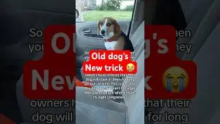 I'm not crying you are 😭😭😭 #pets #dogs #beagle #beagles #seniordog #shorts