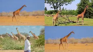 Somali giraffes face extinction threat as poaching surges in northeastern Kenya