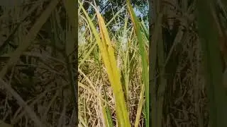 p sabse like kar do bhai dekhe Kisan log kitne mehnat karke fasal bulate Hain