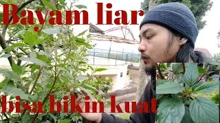 Mengenal tumbuhan liar, bayam hutan