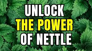 13 Health Benefits of Nettle (Ortica) and How to Use It | The Vital Nourish