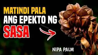 ITO PALA ANG LIHIM NA YAMAN NG NIPA PALM O SASA: HINDI LANG BASTA BUNGA
