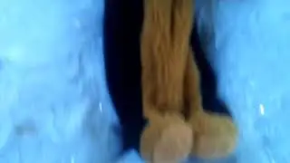 The dog with wings