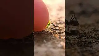 sharing green sugar liquid with black ants #timelapse #shorts #insects