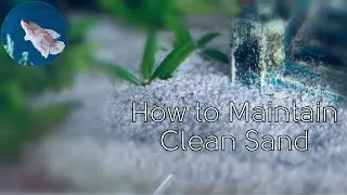 How to Keep Your Aquarium Substrate Clean & White